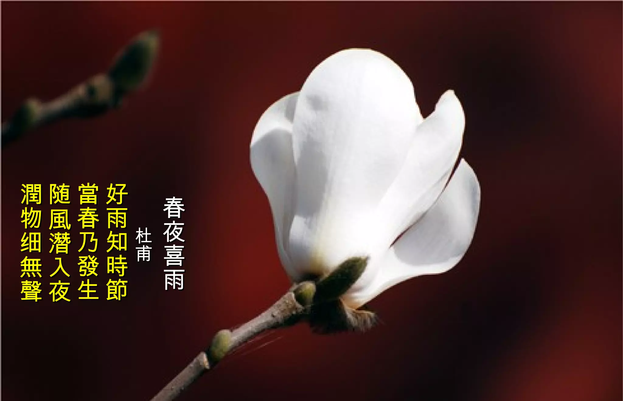 春夜喜雨　 杜甫   好雨知時節  當春乃發生  随風潛入夜 潤物细無聲 