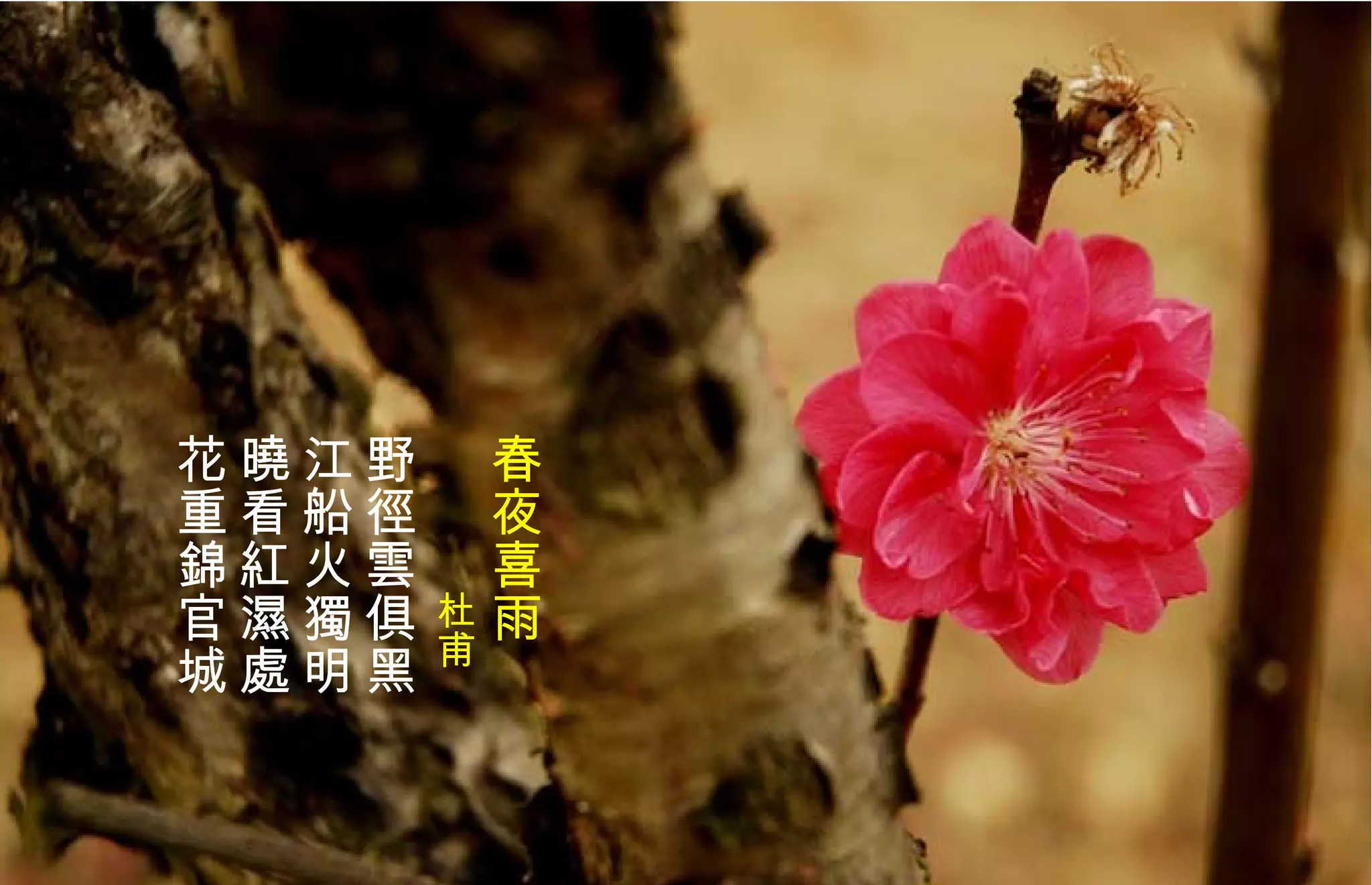 春夜喜雨 　　　 杜甫 野徑 雲 俱黑  江船火獨明  曉看 紅 濕處  花重錦官城   