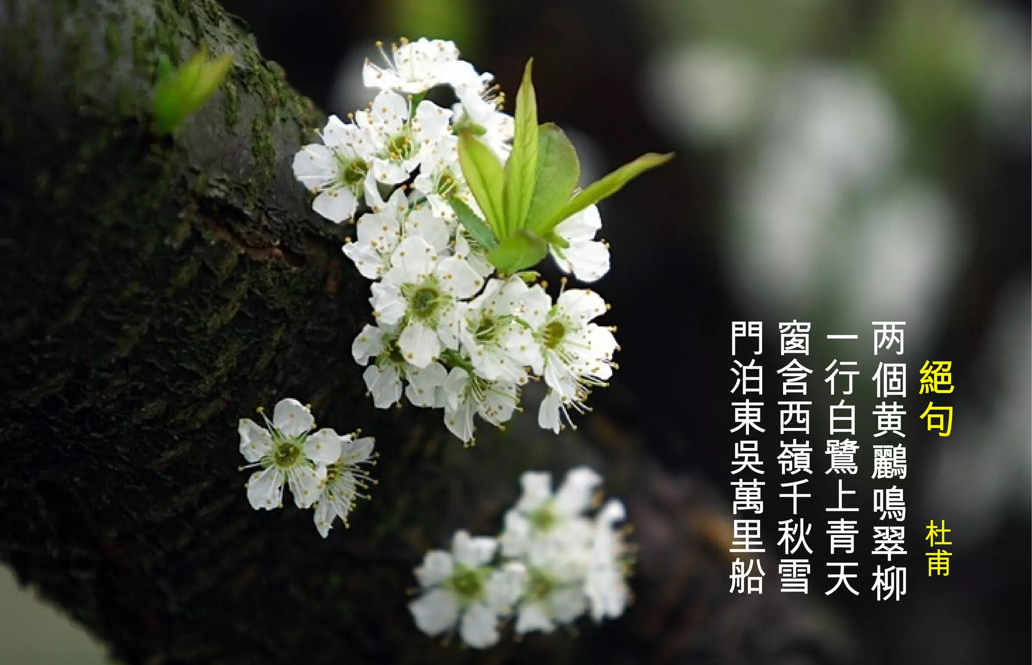 　 絕 句　　 杜甫 两個黄 鸝 鳴翠柳  一行白 鷺 上青天  窗含西嶺千秋雪  門泊東吳萬里船  