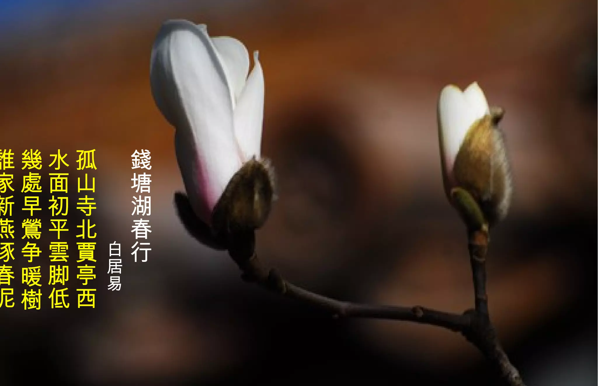 錢 塘湖春行 　　　　 白居易   孤山寺北賈亭西 水面初平 雲 脚低  幾處早鶯争暖樹 誰家新燕啄春泥   