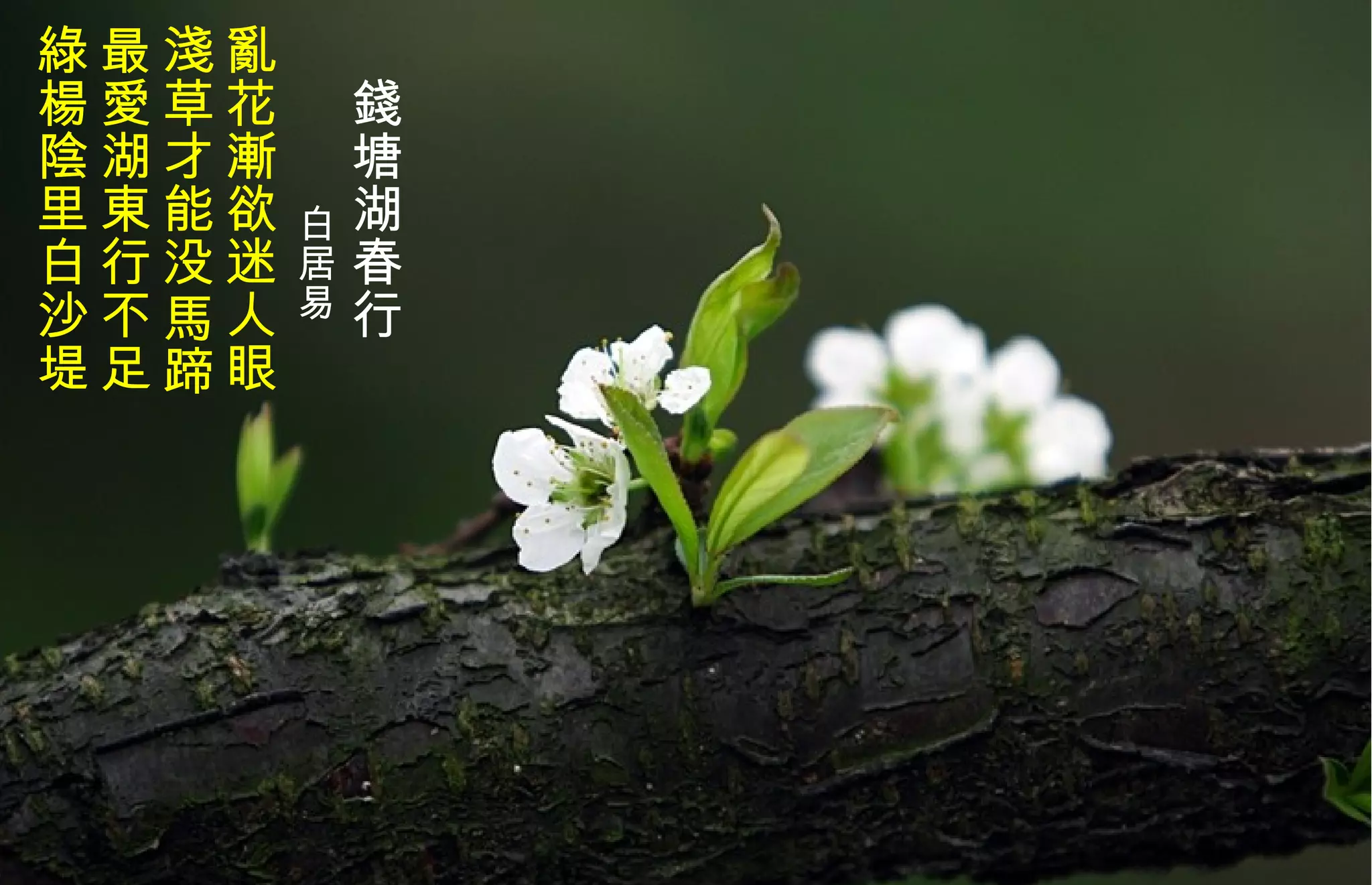 　 錢 塘湖春行 　　　  白居易   亂花漸欲迷人眼 淺 草才能没馬蹄 最 愛 湖東行不足 綠 楊陰里白沙堤   