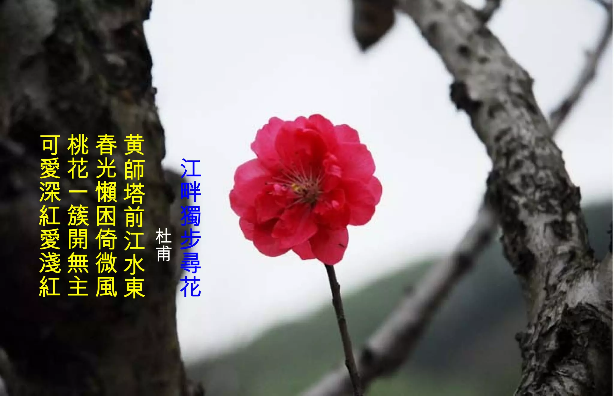 　 江畔 獨 步 尋 花 　　　　 杜甫 黄師塔前江水東 春光 懶 困倚微風 桃花一簇開無主 可 愛 深 紅愛 淺 紅   