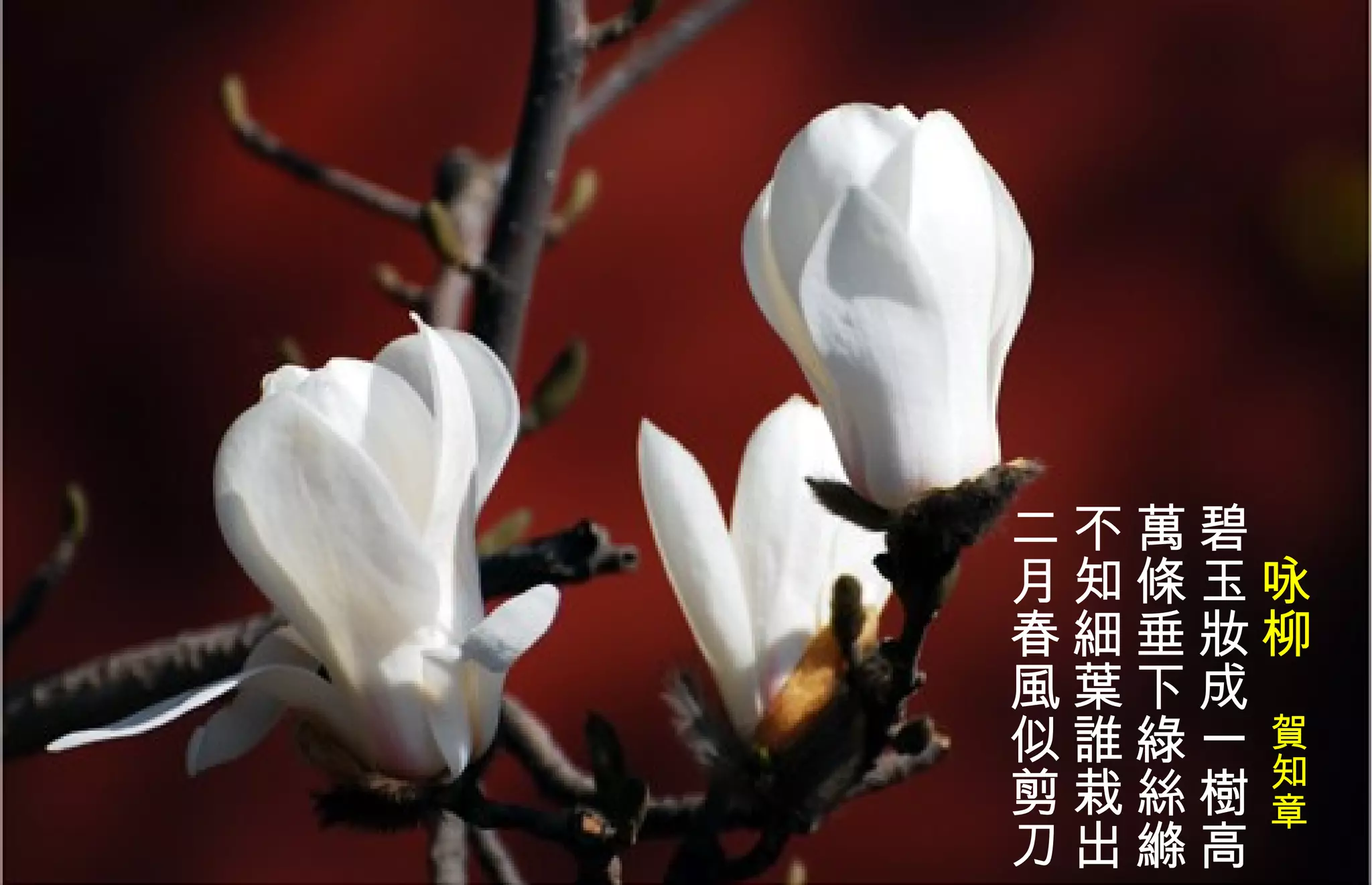 　 咏柳　 賀知章   碧玉妝成一樹高  萬條垂下綠 絲縧   不知 細 葉誰栽出  二月春風似剪刀   