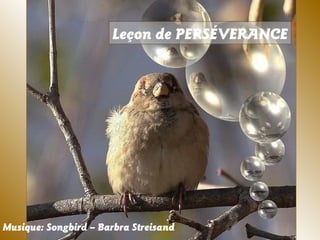 Leçon de PERSÉVERANCE
Musique: Songbird – Barbra Streisand
 