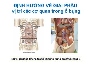 ĐỊNH HƯỚNG VỀ GIẢI PHẪU
vị trí các cơ quan trong ổ bụng
Tại vùng đang khám, trong khoang bụng có cơ quan gì?
 
