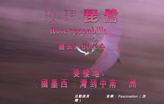 玫瑰琵鷺 Rose spoonbills 主要棲地: 美國墨西哥灣到中南美洲 體長約80公分 自動換頁  音樂： Fascination （迷戀）   