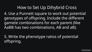 How to Set Up Dihybrid Cross
4. Use a Punnett square to work out potential
genotypes of offspring. Include the different
gamete combinations for each parent (like
AaBB has two combinations, AB and aB).
5. Write the phenotype ratios of potential
offspring.
 