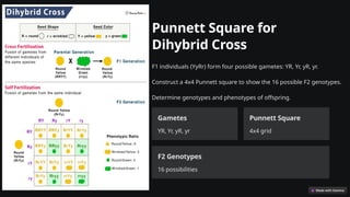 Punnett Square for
Dihybrid Cross
F1 individuals (YyRr) form four possible gametes: YR, Yr, yR, yr.
Construct a 4x4 Punnett square to show the 16 possible F2 genotypes.
Determine genotypes and phenotypes of offspring.
Gametes
YR, Yr, yR, yr
Punnett Square
4x4 grid
F2 Genotypes
16 possibilities
 