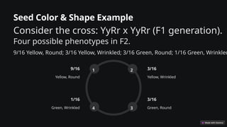 Seed Color & Shape Example
Consider the cross: YyRr x YyRr (F1 generation).
Four possible phenotypes in F2.
9/16 Yellow, Round; 3/16 Yellow, Wrinkled; 3/16 Green, Round; 1/16 Green, Wrinkled
9/16
Yellow, Round
1 3/16
Yellow, Wrinkled
2
3/16
Green, Round
3
1/16
Green, Wrinkled 4
 