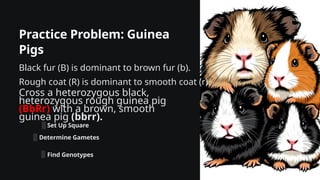 Practice Problem: Guinea
Pigs
Black fur (B) is dominant to brown fur (b).
Rough coat (R) is dominant to smooth coat (r).
Cross a heterozygous black,
heterozygous rough guinea pig
(BbRr) with a brown, smooth
guinea pig (bbrr).
Set Up Square
Determine Gametes
Find Genotypes
 