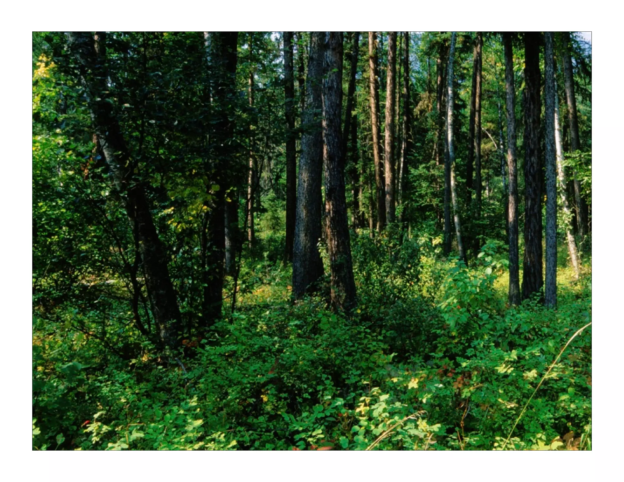 Unmanaging: Unleashing the Creative Beast