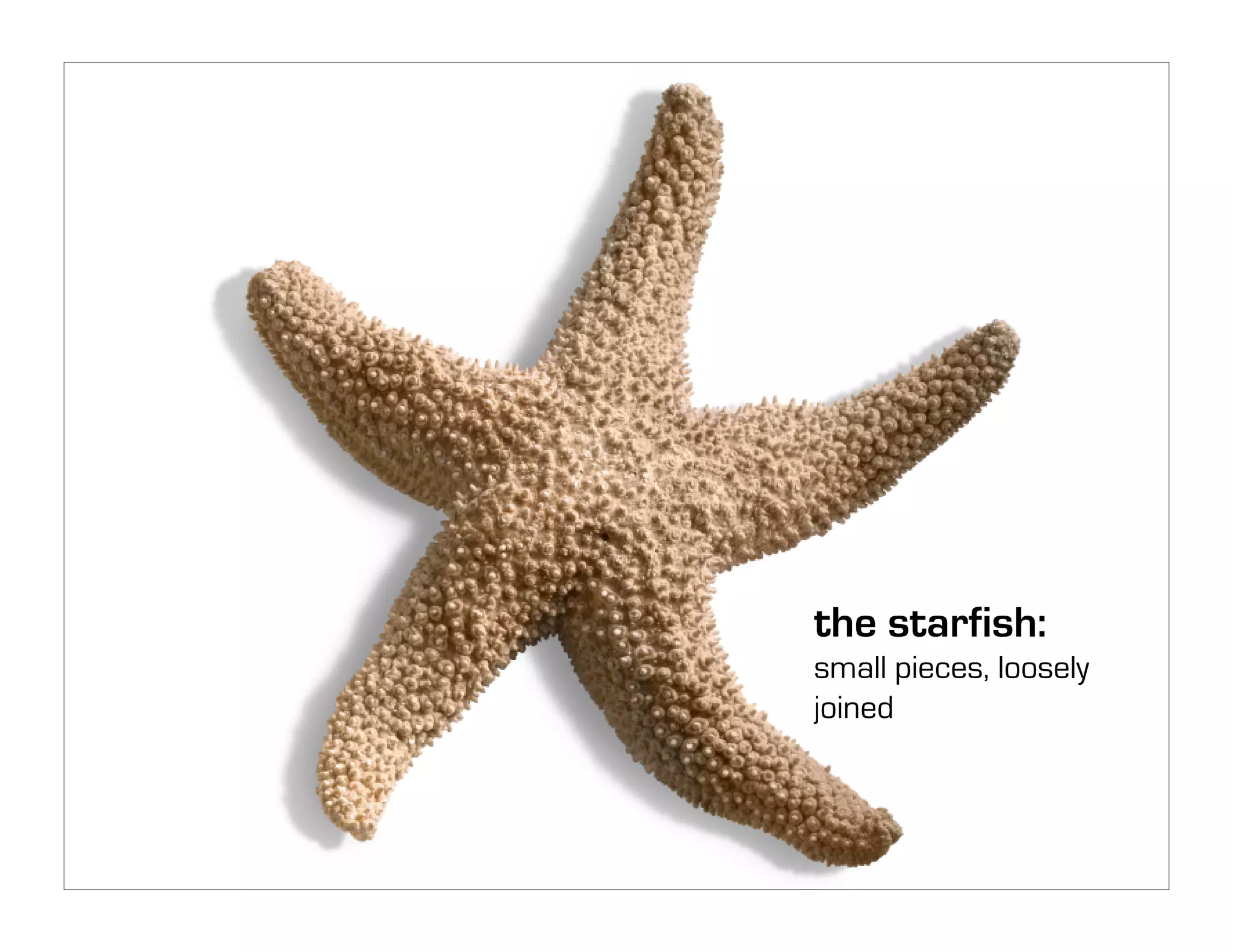 Unmanaging: Unleashing the Creative Beast