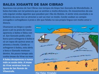 BALEA XIGANTE DE SAN CIBRAO
Apareceu nas praias de San Cibrao nos tempos do bispo San Gonzalo de Mondoñedo. A
balea berraba con tal potencia que se sentían a moita distancia. Os movementos da súa
cola erguían ondas xigantes que pasaban por riba da Atalaia. A xente vivía asustada e os
balleiros da zona non se atrevían a saír ao mar co medo. Cando soaban as campás
acougaba e achegábase á praia e din que falaba na súa propia lingua con moito amor e
dozura.
Chamaron ao bispo e cando
puxo o pé na praia da Caosa
apareceu a balea e falou con
el. San Gonzalo pediu unha
barca para achegarse á balea e
só un rapaz de quince anos se
atreveu a levalo. Cando se
achegaron á balea, esta abriu
a boca e Gonzalo meteuse
dentro. Ao pouco tempo saiu
cunha imaxe da Virxe na man.
A balea desapareceu e nunca
máis se soubo dela. A imaxe
da Virxe venérase hoxe na
igrexa de San Román de
Vilaestrofe.
Noa Vieites Fernández
 