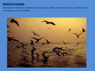 MARUXAINA
-Maruxainas tamén se chaman os paxaros que veñen anunciar que non se pode saír ao
mar porque ven mal tempo.
 
