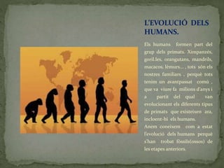 Els humans formen part del
grup dels primats. Ximpanzés,
goril.les, orangutans, mandrils,
macacos, lèmurs... , tots són els
nostres familiars , perquè tots
tenim un avantpassat comú ,
que va viure fa milions d’anys i
a partit del qual van
evolucionant els diferents tipus
de primats que existeixen ara,
incloent-hi els humans.
Anem coneixem com a estat
l’evolució dels humans perquè
s’han trobat fòssils(ossos) de
les etapes anteriors.
L’EVOLUCIÓ DELS
HUMANS.
 