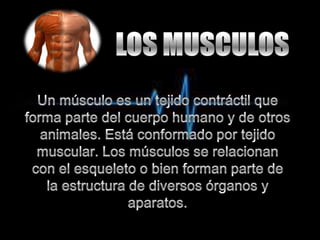 Un músculo es un tejido contráctil que forma