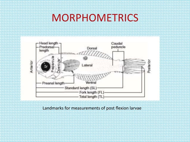 Eggs and larvae identification biology in fin fish | PPTX | Fish and ...