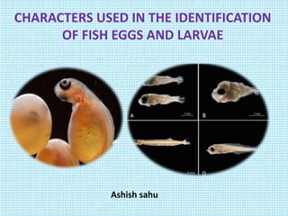 CHARACTERS USED IN THE IDENTIFICATION
OF FISH EGGS AND LARVAE
Ashish sahu
 