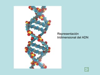 Representación tridimensional del ADN 