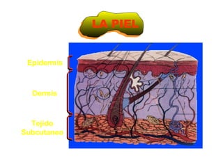 Epidermis Dermis Tejido Subcutaneo LA PIEL