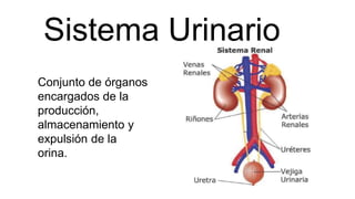Sistema Urinario
Conjunto de órganos
encargados de la
producción,
almacenamiento y
expulsión de la
orina.
 