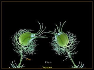 Flirt
Flirter
Coqueteo
 