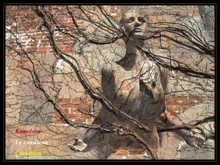 Kameleon
Le caméléon
Camaleon
 