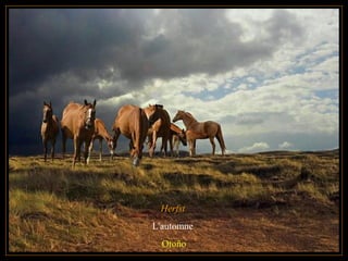 Herfst
L'automne
Otoño
 