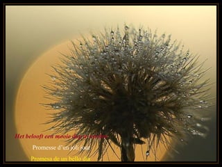 Het belooft een mooie dag te worden
Promesse d’un joli jour
Promesa de un bello dia
 