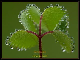 Dauwpaarlen
Perlas de cristal
 