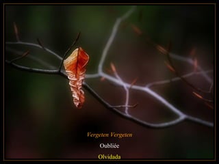 Vergeten Vergeten
Oubliée
Olvidada
 