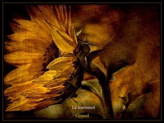 Zonnebloem
Le tournesol
Girasol
 