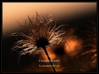 Zonsopgang
L'escalier de soleil
La escalera del sol
 