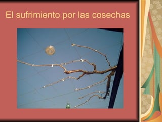 El sufrimiento por las cosechas 