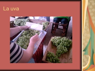 La uva 