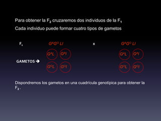 Para obtener la F2 cruzaremos dos individuos de la F1
Cada individuo puede formar cuatro tipos de gametos


  F1             GAGO Ll                 x              GAGO Ll

                 GAL    GAl                            GAL    GAl
GAMETOS 
                 G OL   G Ol                           G OL   G Ol


Dispondremos los gametos en una cuadrícula genotípica para obtener la
F2 .
 