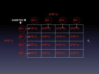 GAGO Ll

     GAMETOS      G AL       GA l         GO L     GO l
          

          GAL    GAGA LL   GAGA Ll    GAGO LL     GAGO Ll


          GA l   GAGA Ll   GAGA ll    GAGO Ll     GAGO ll
GAGO Ll                                                     F2
          G OL   GAGO LL   GAGO Ll    GOGO LL     GOGO Ll


          G Ol   GAGO Ll   GAGO ll    GOGO Ll     GOGO ll
 