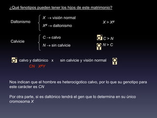 ¿Qué fenotipos pueden tener los hijos de este matrimonio?

                   X     visión normal
Daltonismo                                            X > Xd
                   Xd    daltonismo


                   C    calvo                          C>N
Calvicie
                   N    sin calvicie                  N>C


     calvo y daltónico x     sin calvicie y visión normal
           CN XdY


Nos indican que el hombre es heterocigotico calvo, por lo que su genotipo para
este carácter es CN

Por otra parte, si es daltónico tendrá el gen que lo determina en su único
cromosoma X
 