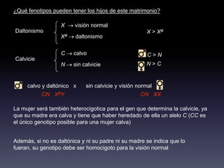 ¿Qué fenotipos pueden tener los hijos de este matrimonio?

                   X    visión normal
Daltonismo                                            X > Xd
                   Xd    daltonismo


                   C    calvo                          C>N
Calvicie
                   N    sin calvicie                  N>C


     calvo y daltónico x     sin calvicie y visión normal
           CN XdY                                   CN XX

La mujer será también heterocigotica para el gen que determina la calvicie, ya
que su madre era calva y tiene que haber heredado de ella un alelo C (CC es
el único genotipo posible para una mujer calva)


Además, si no es daltónica y ni su padre ni su madre se indica que lo
fueran, su genotipo debe ser homocigoto para la visión normal
 