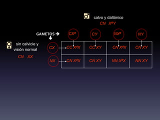 calvo y daltónico
                                        CN XdY

               GAMETOS    CXd       CY         NXd       NY
                    
  sin calvicie y
                    CX     CC XdX   CC XY      CN XdX    CN XY
visión normal
  CN XX
                  NX       CN XdX   CN XY      NN XdX    NN XY
 