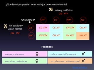 ¿Qué fenotipos pueden tener los hijos de este matrimonio?

                                             calvo y daltónico
                                                CN XdY

                 GAMETOS       CXd          CY         NXd            NY
                      
    sin calvicie y
                      CX      CC XdX       CC XY       CN XdX        CN XY
  visión normal
    CN XX
                       NX     CN XdX       CN XY       NN XdX        NN XY



                                 Fenotipos


calvas portadoras                        calvos con visión normal


no calvas portadoras                     no calvos con visión normal

                                                              Volver al índice
 