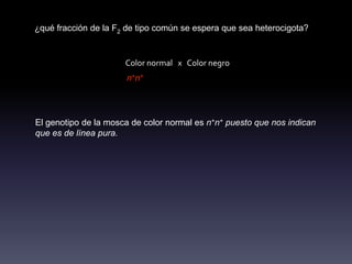 ¿qué fracción de la F2 de tipo común se espera que sea heterocigota?


                      Color normal x Color negro
                      n+n+




El genotipo de la mosca de color normal es n+n+ puesto que nos indican
que es de línea pura.
 