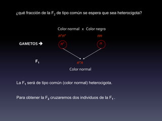 ¿qué fracción de la F2 de tipo común se espera que sea heterocigota?


                      Color normal x Color negro
                       n+n+                  nn
 GAMETOS               n+                    n



          F1                      n+n
                              Color normal


La F1 será de tipo común (color normal) heterocigota.


Para obtener la F2 cruzaremos dos individuos de la F1 .
 