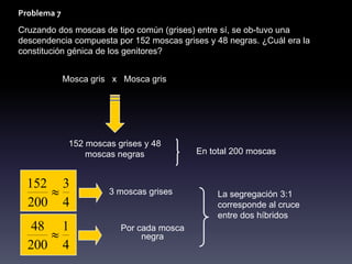 Problema 7
Cruzando dos moscas de tipo común (grises) entre sí, se ob-tuvo una
descendencia compuesta por 152 moscas grises y 48 negras. ¿Cuál era la
constitución génica de los genitores?


             Mosca gris x Mosca gris




              152 moscas grises y 48
                  moscas negras            En total 200 moscas


  152        3
                       3 moscas grises          La segregación 3:1
  200        4                                  corresponde al cruce
                                                entre dos híbridos
   48        1            Por cada mosca
                               negra
  200        4
 