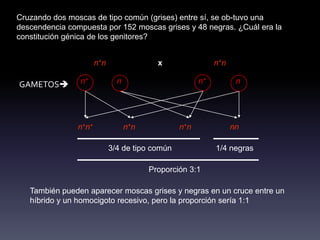 Cruzando dos moscas de tipo común (grises) entre sí, se ob-tuvo una
descendencia compuesta por 152 moscas grises y 48 negras. ¿Cuál era la
constitución génica de los genitores?


                       n+n                 x                n+n

GAMETOS        n+             n                       n+          n




                n+n+               n+n           n+n              nn

                             3/4 de tipo común              1/4 negras

                                         Proporción 3:1

   También pueden aparecer moscas grises y negras en un cruce entre un
   híbrido y un homocigoto recesivo, pero la proporción sería 1:1
 