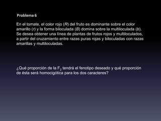Problema 6

En el tomate, el color rojo (R) del fruto es dominante sobre el color
amarillo (r) y la forma biloculada (B) domina sobre la multiloculada (b).
Se desea obtener una línea de plantas de frutos rojos y multiloculados,
a partir del cruzamiento entre razas puras rojas y biloculadas con razas
amarillas y multiloculadas.




¿Qué proporción de la F2 tendrá el fenotipo deseado y qué proporción
de ésta será homocigótica para los dos caracteres?
 