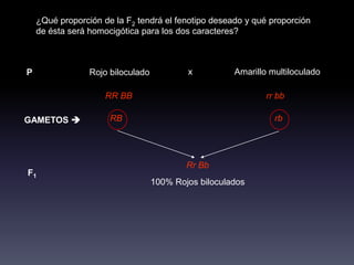 ¿Qué proporción de la F2 tendrá el fenotipo deseado y qué proporción
    de ésta será homocigótica para los dos caracteres?



P                Rojo biloculado           x          Amarillo multiloculado

                     RR BB                                    rr bb

GAMETOS              RB                                        rb




                                           Rr Bb
F1
                                   100% Rojos biloculados
 