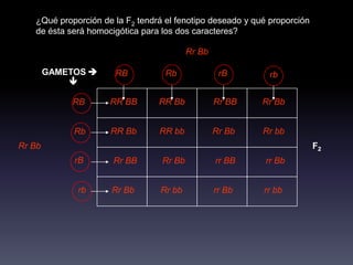 ¿Qué proporción de la F2 tendrá el fenotipo deseado y qué proporción
   de ésta será homocigótica para los dos caracteres?

                                          Rr Bb

        GAMETOS      RB           Rb              rB        rb
            

            RB       RR BB       RR Bb            Rr BB    Rr Bb


             Rb      RR Bb       RR bb            Rr Bb    Rr bb
Rr Bb                                                                     F2
             rB       Rr BB       Rr Bb           rr BB     rr Bb


             rb      Rr Bb       Rr bb            rr Bb    rr bb
 