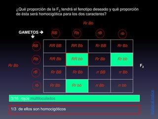 ¿Qué proporción de la F2 tendrá el fenotipo deseado y qué proporción
   de ésta será homocigótica para los dos caracteres?

                                          Rr Bb

        GAMETOS       RB          Rb              rB        rb
            

             RB       RR BB       RR Bb           Rr BB    Rr Bb


             Rb       RR Bb       RR bb           Rr Bb    Rr bb
Rr Bb                                                                     F2
             rB        Rr BB      Rr Bb           rr BB     rr Bb


              rb       Rr Bb      Rr bb           rr Bb    rr bb




                                                                               Volver al índice
 3/16 rojos multiloculados

 1/3 de ellos son homocigóticos
 