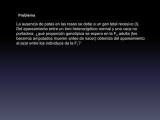 Problema

La ausencia de patas en las reses se debe a un gen letal recesivo (l).
Del apareamiento entre un toro heterocigótico normal y una vaca no
portadora, ¿qué proporción genotípica se espera en la F2 adulta (los
becerros amputados mueren antes de nacer) obtenida del apareamiento
al azar entre los individuos de la F1?
 